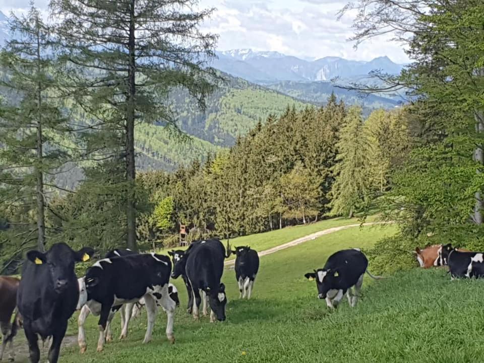 Holzhaus "Zum Schwarz'N" Daire Aurach am Hongar Dış mekan fotoğraf